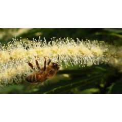 Chestnut MONT NECTAR Honey - 500g