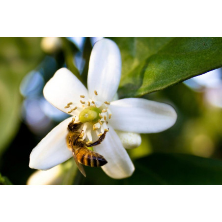 Orange Blossom Honey Mont Nectar - 500g