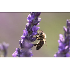 Lavender Honey Mont Nectar - 500g