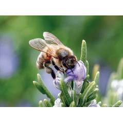 Rosemary Honey Mont Nectar - 500g