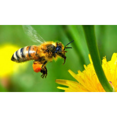 Miel Toutes Fleurs Mont Nectar - 500g