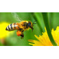 Honey All Flowers Mont Nectar - 500g