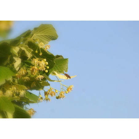 Linden Honey Mont Nectar - 500g