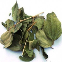 Jujube Leaf (Sidr)